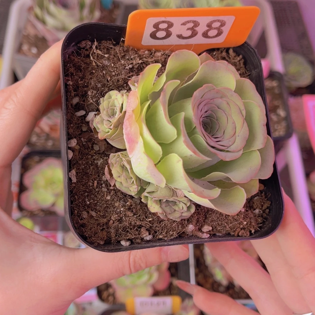 单品一物一拍838号山地玫瑰