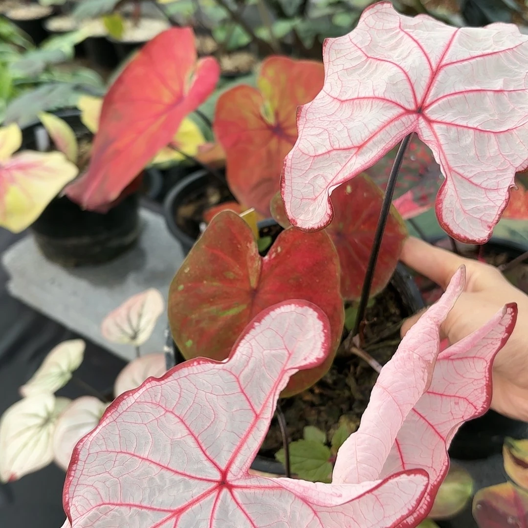 泰国彩叶与10-0115