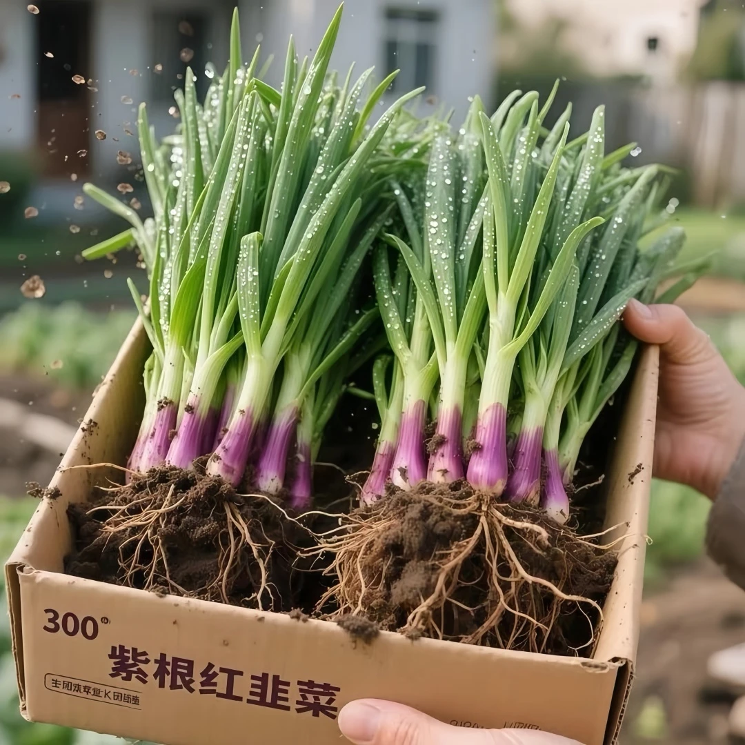 新鲜头茬韭菜根好养正宗农家中宽叶耐寒四季绿植香韭菜根庭院阳台
