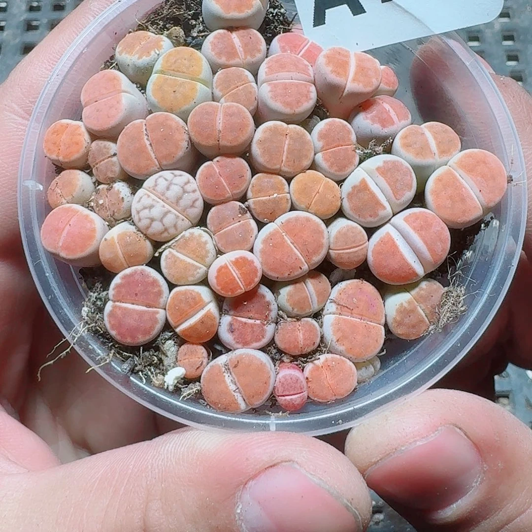 135 多肉植物多肉植物