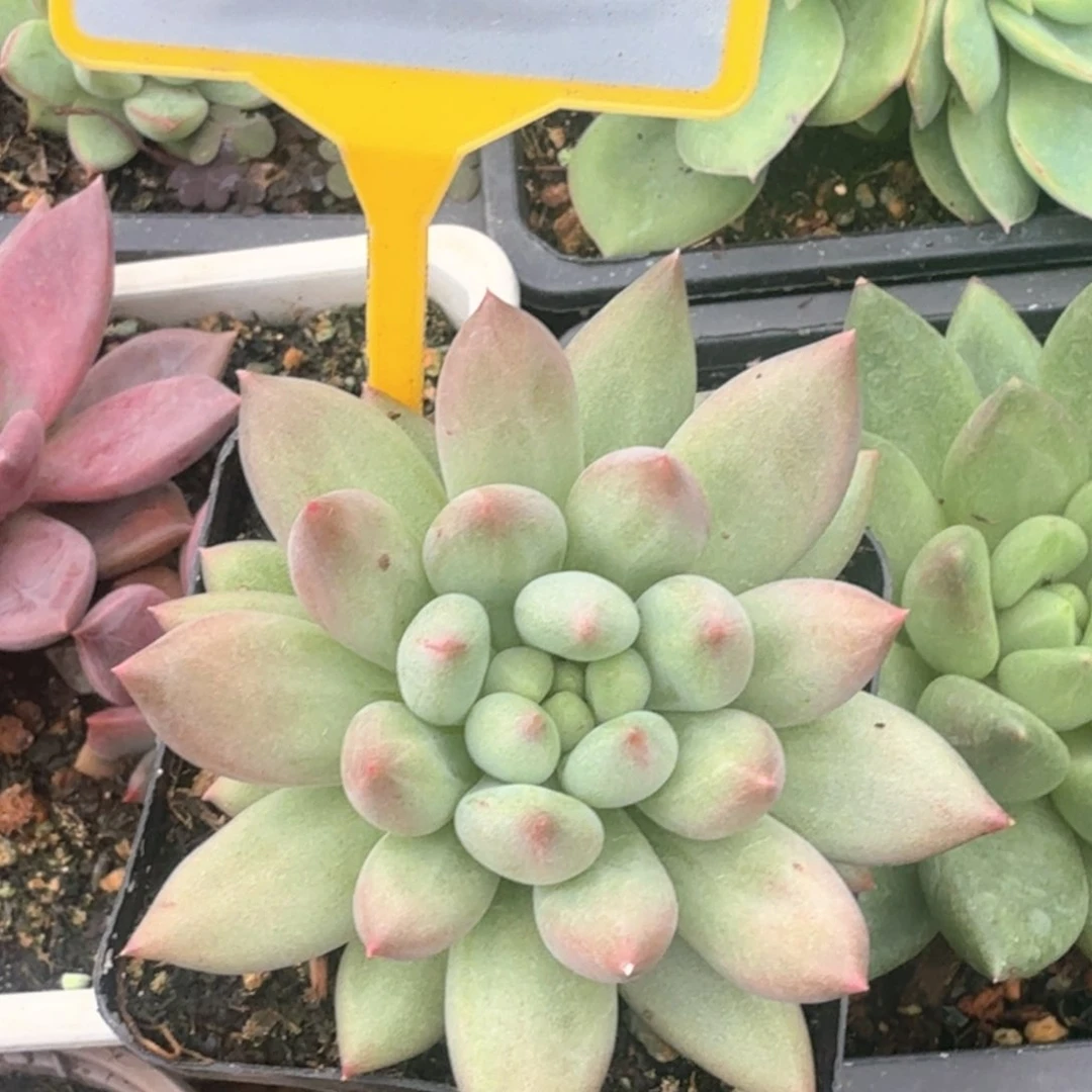 言字多肉植物876.