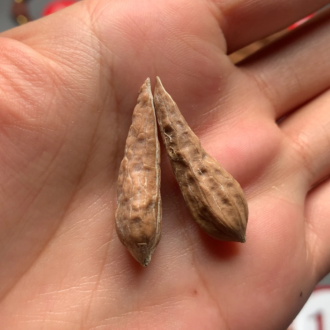 核桃88东北秋子异型