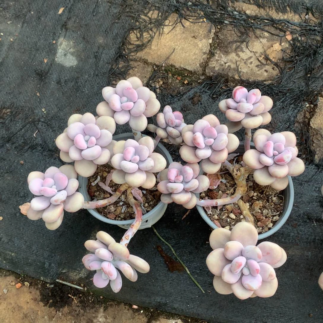 圆叶桃蛋一物一拍两颗