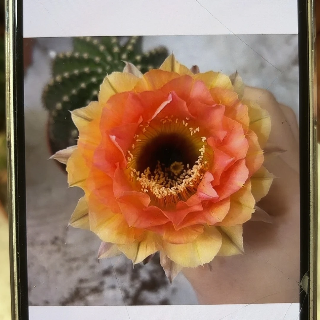 彩草1-11号6公分左右