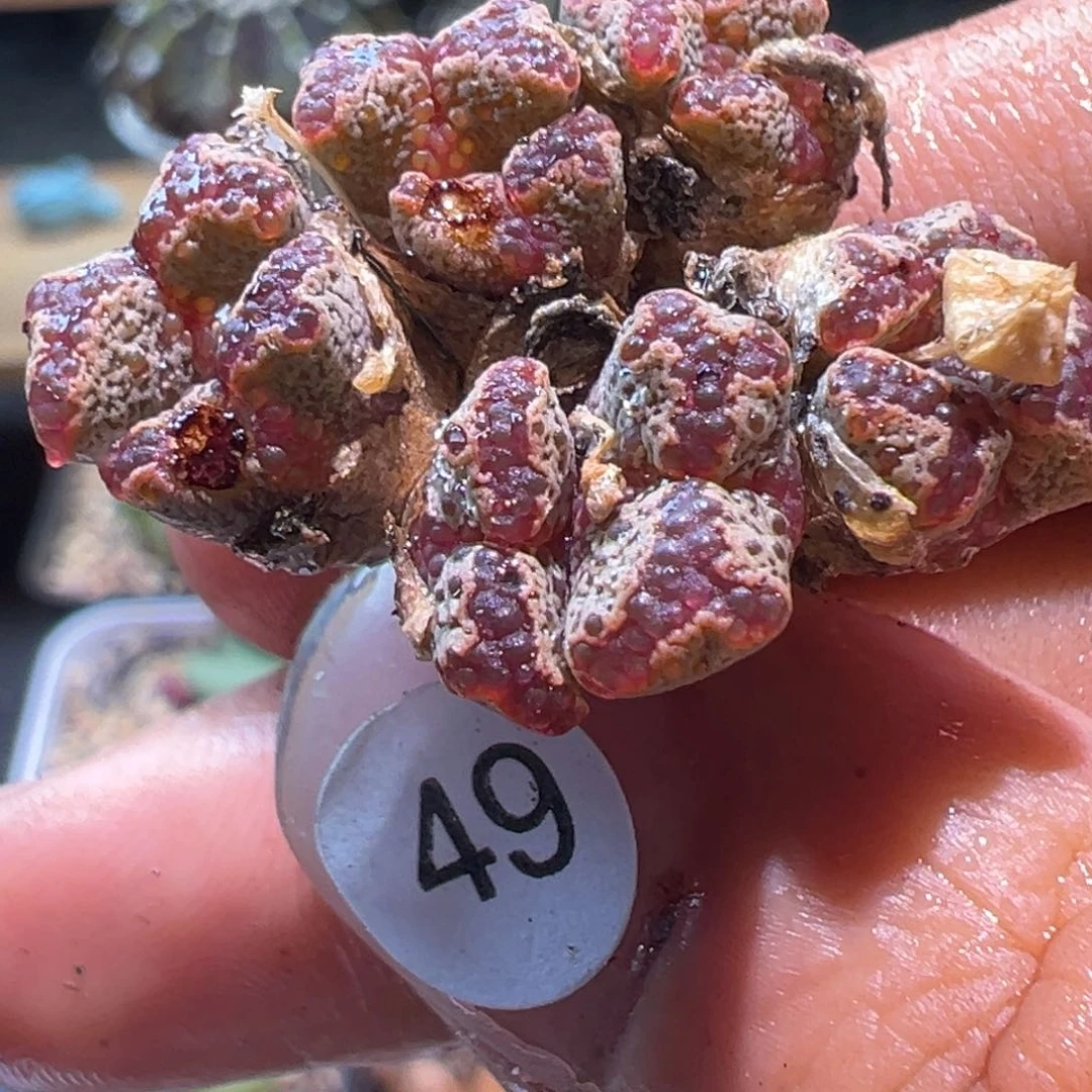 多肉植物11111111111