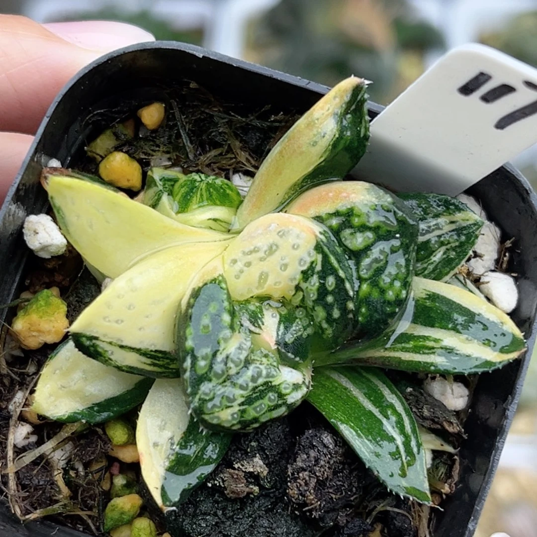 117丸叶紫禁城锦带仔福利专场