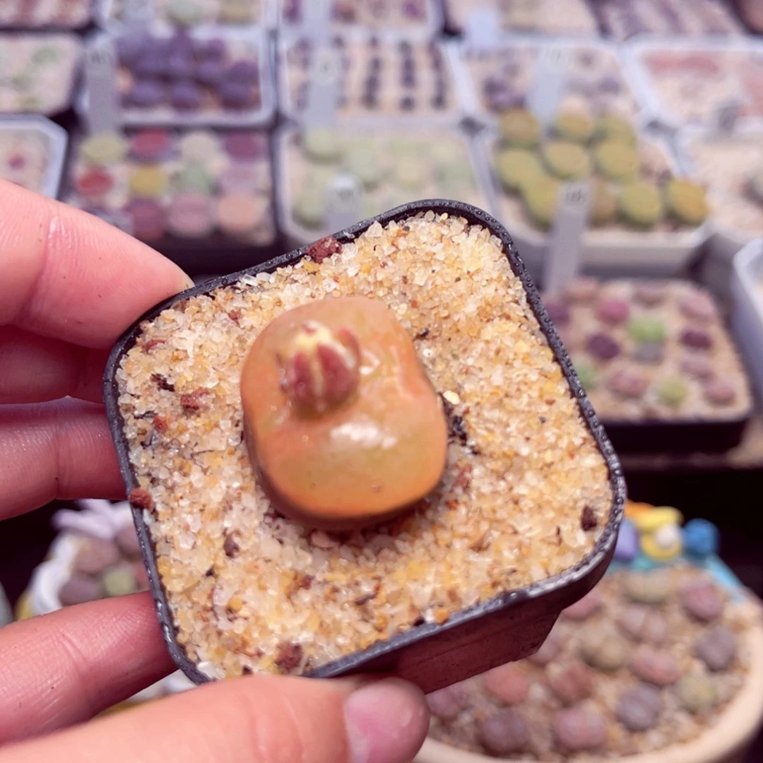 122号带盆包邮发货