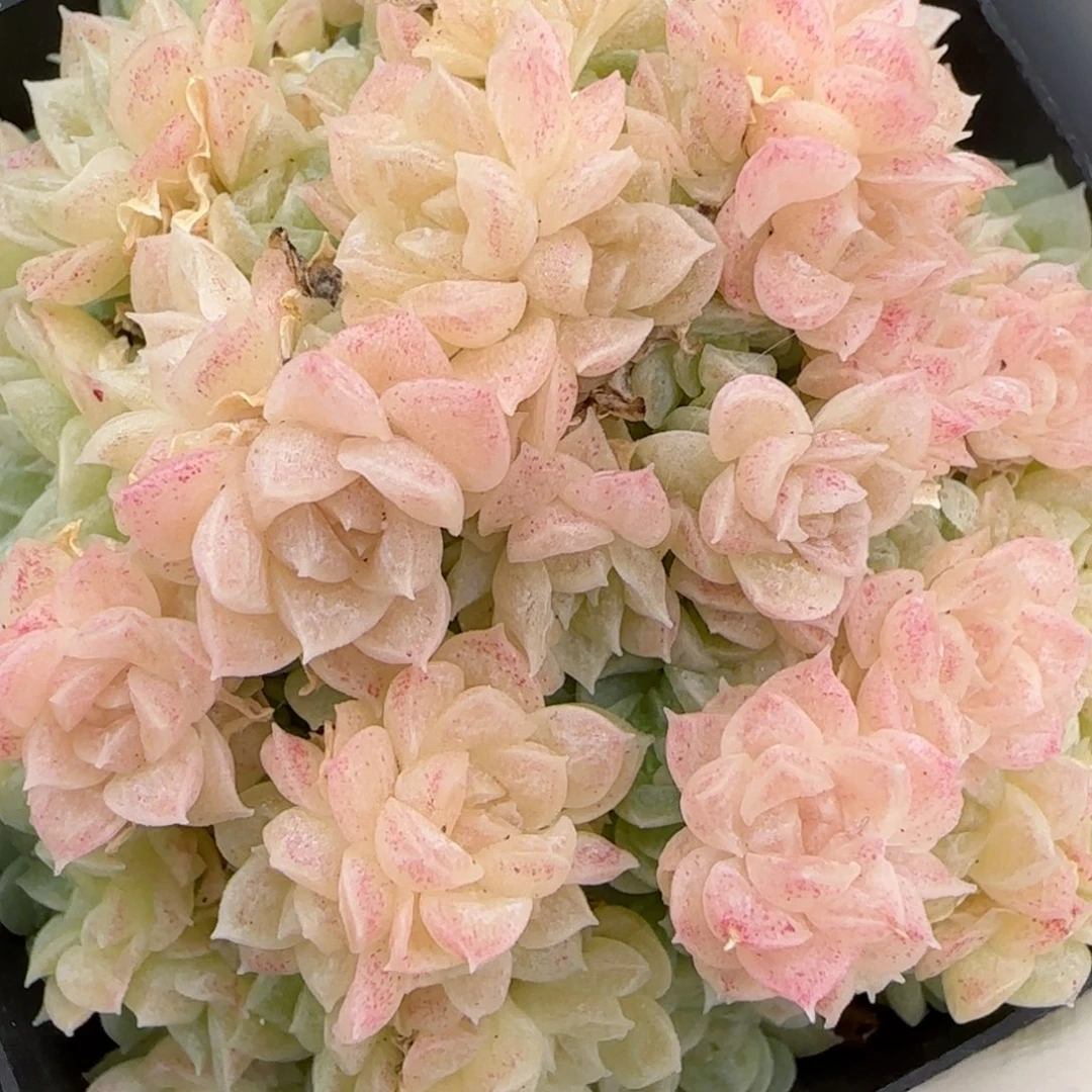 花语逸镜0208-207散