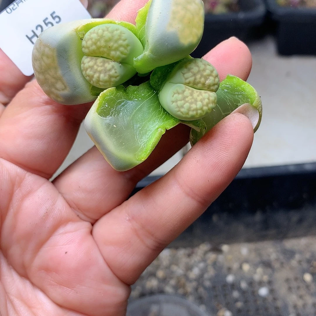 H255多肉植物保护研究所