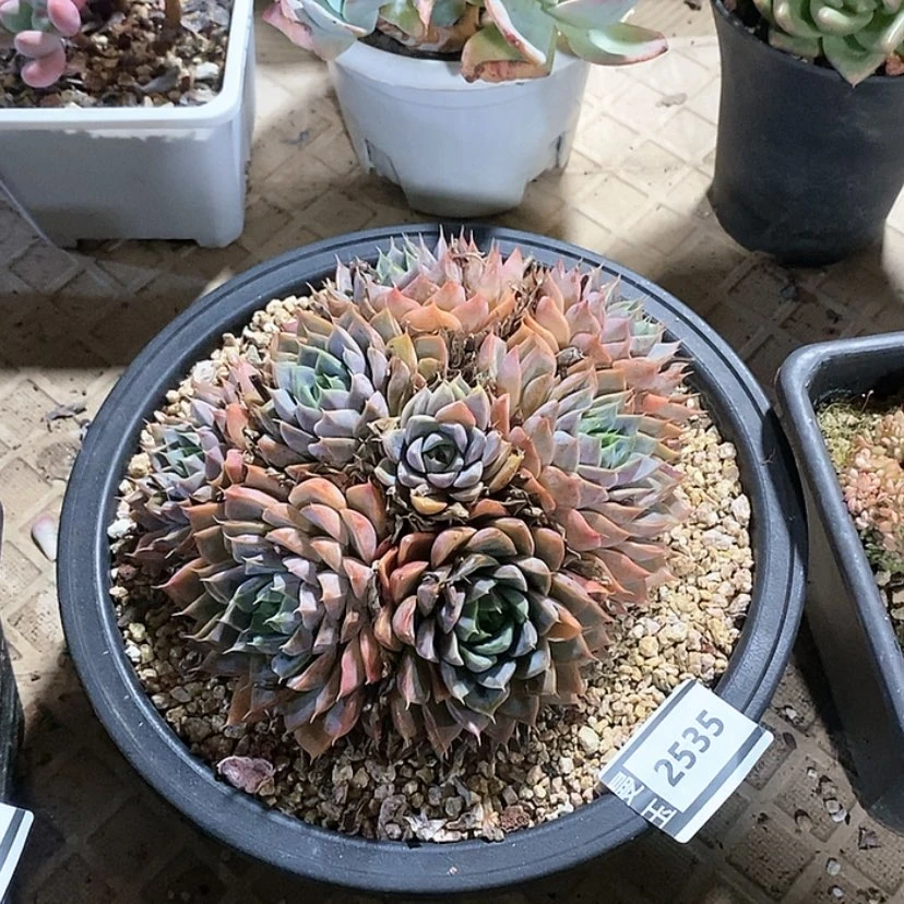 【闪购商品】玫瑰夫人2535