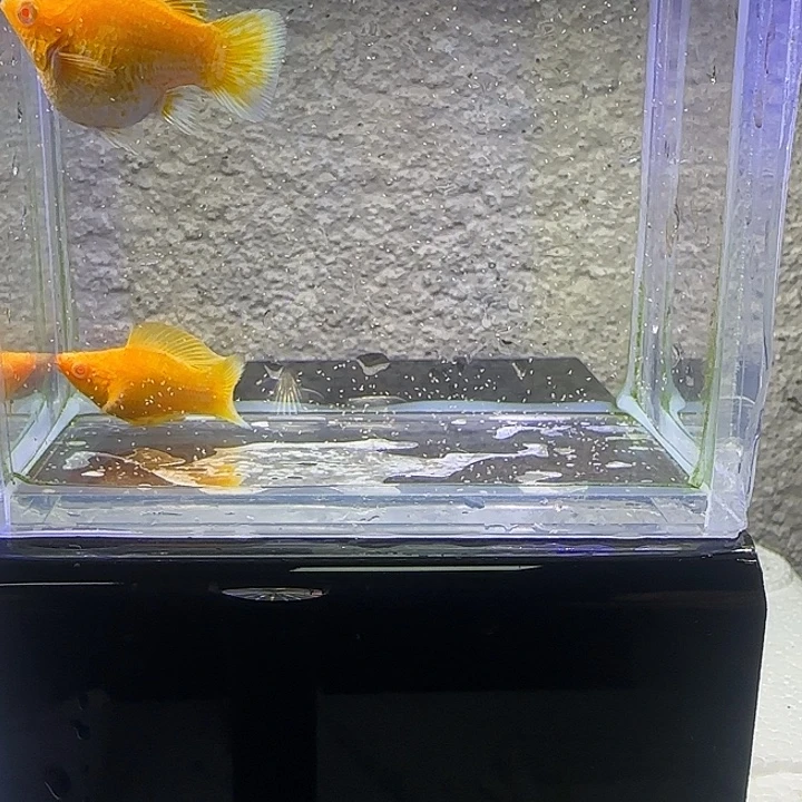 孔雀鱼黄金红眼玛丽。39号