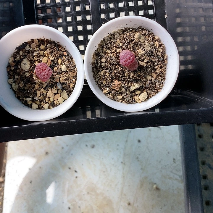 超***球B267多肉植物保护研究所