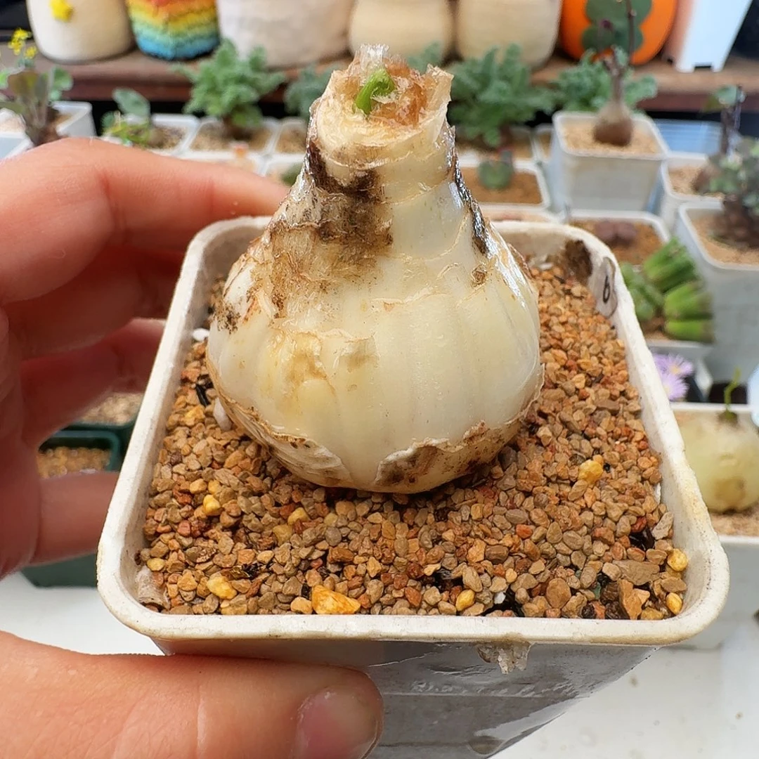 多肉植物福利肉锥gn弹簧草6