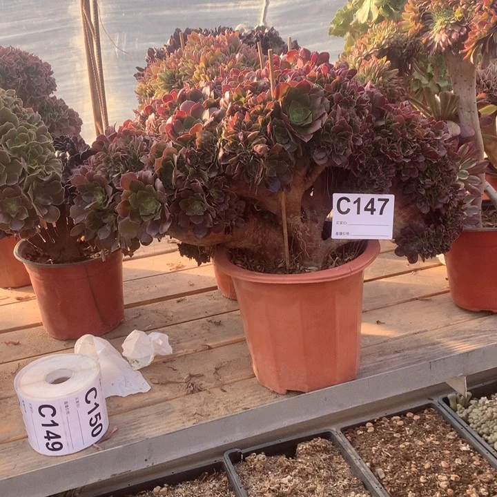 147玫瑰缀多肉法师