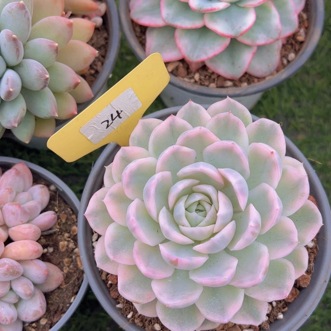 福利来了来了来了