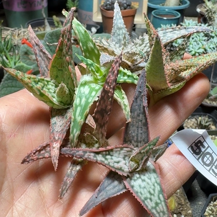 505园艺芦荟脱土发货6个一份