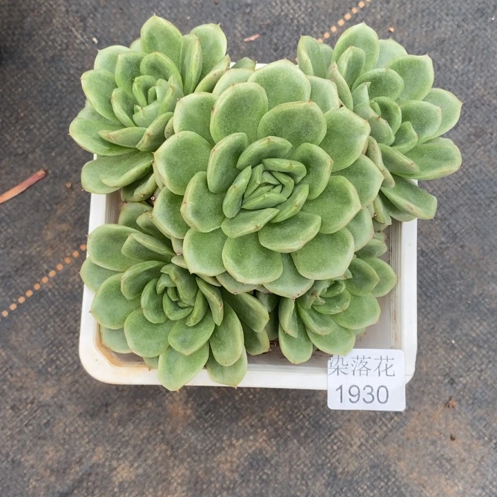 抹***️精品多肉植物1930