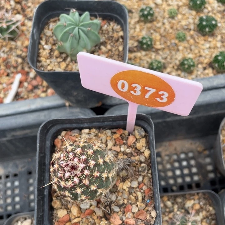 实生青花虾一棵0373