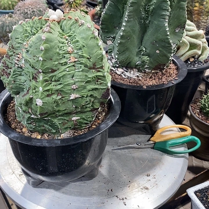 自根多年核桃老鸾凤