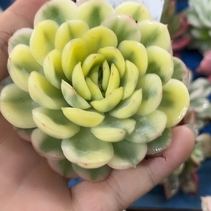 118草莓冰锦炸多肉