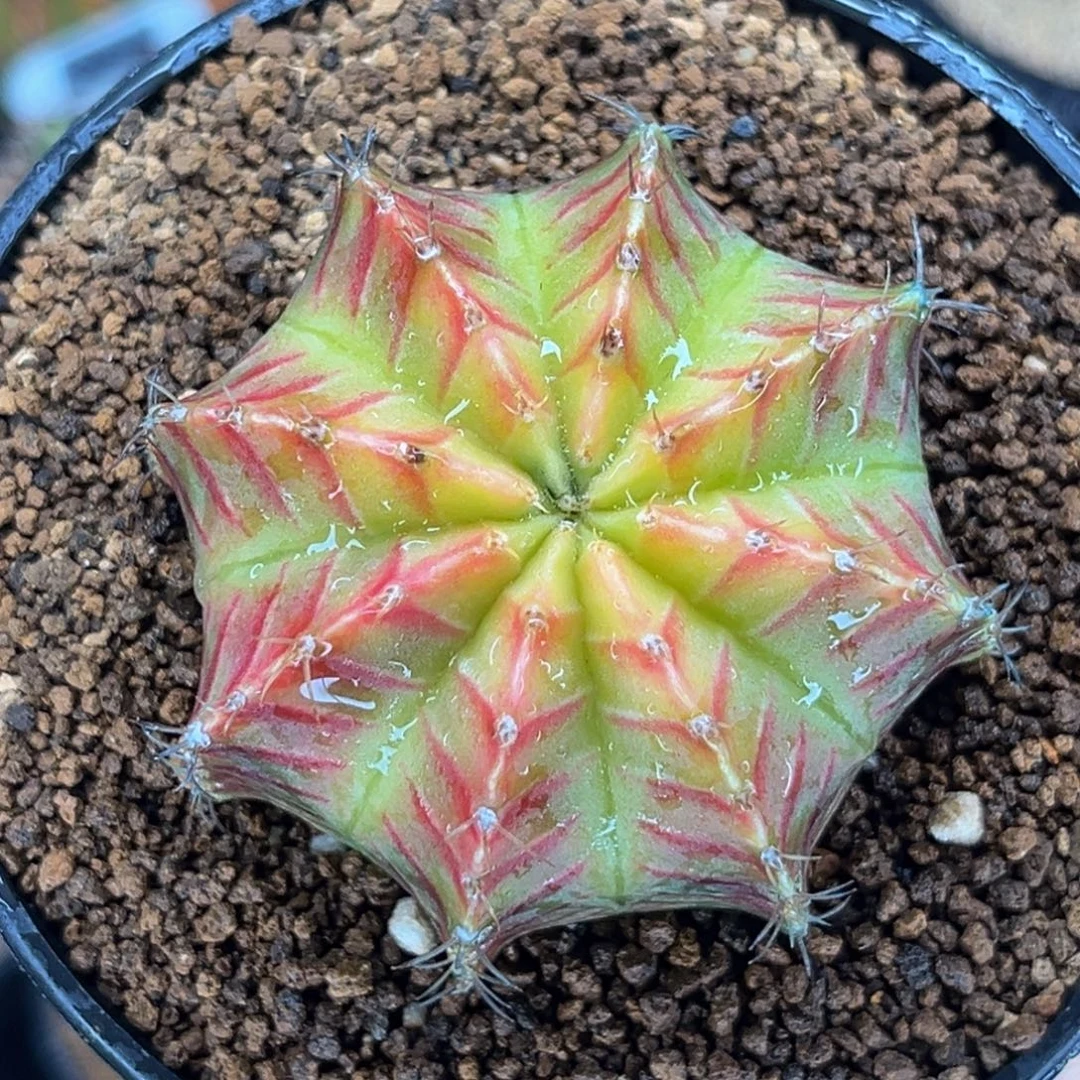 桃太郎实生 米哈仙人球