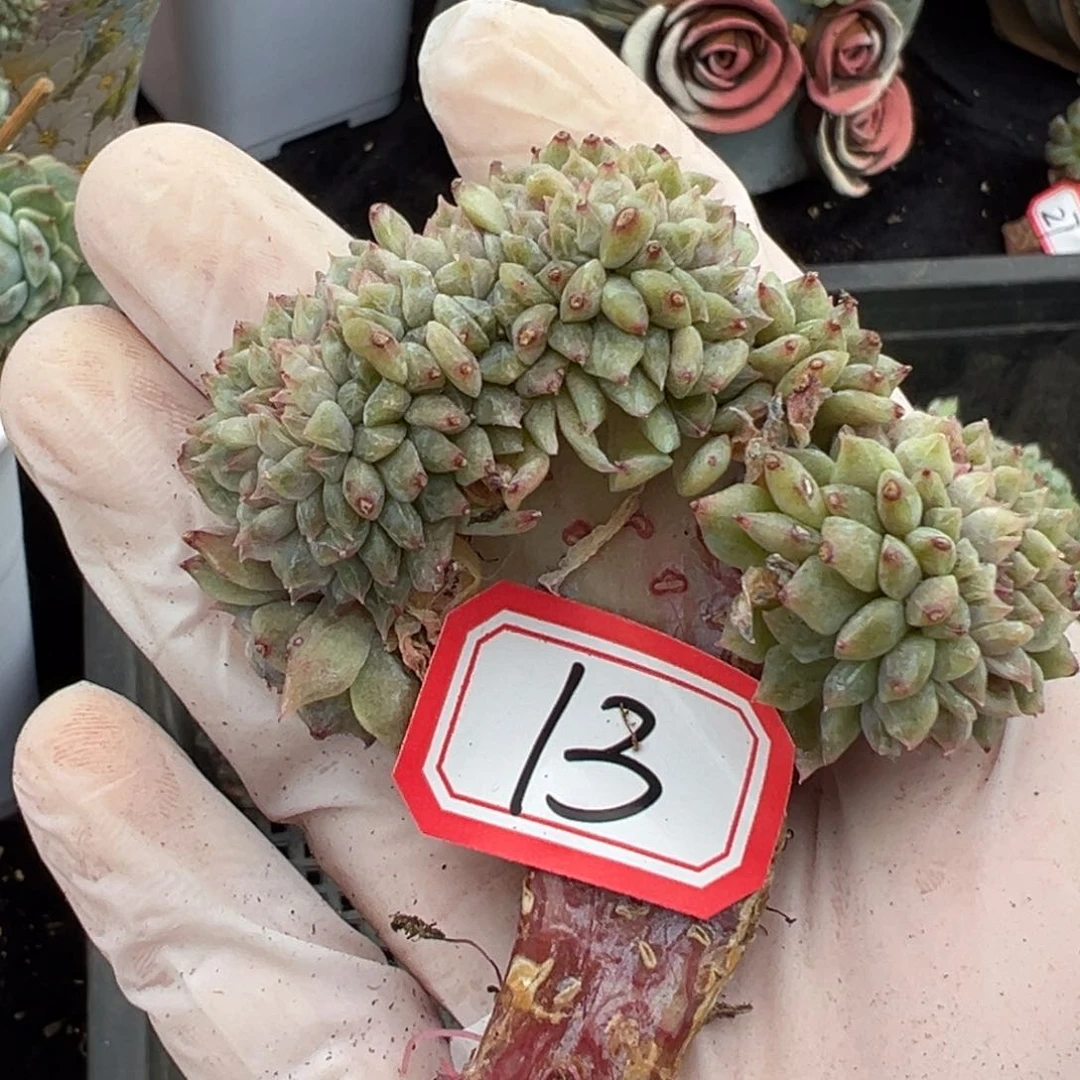 玲****a新年快乐 新年快乐 新年快乐