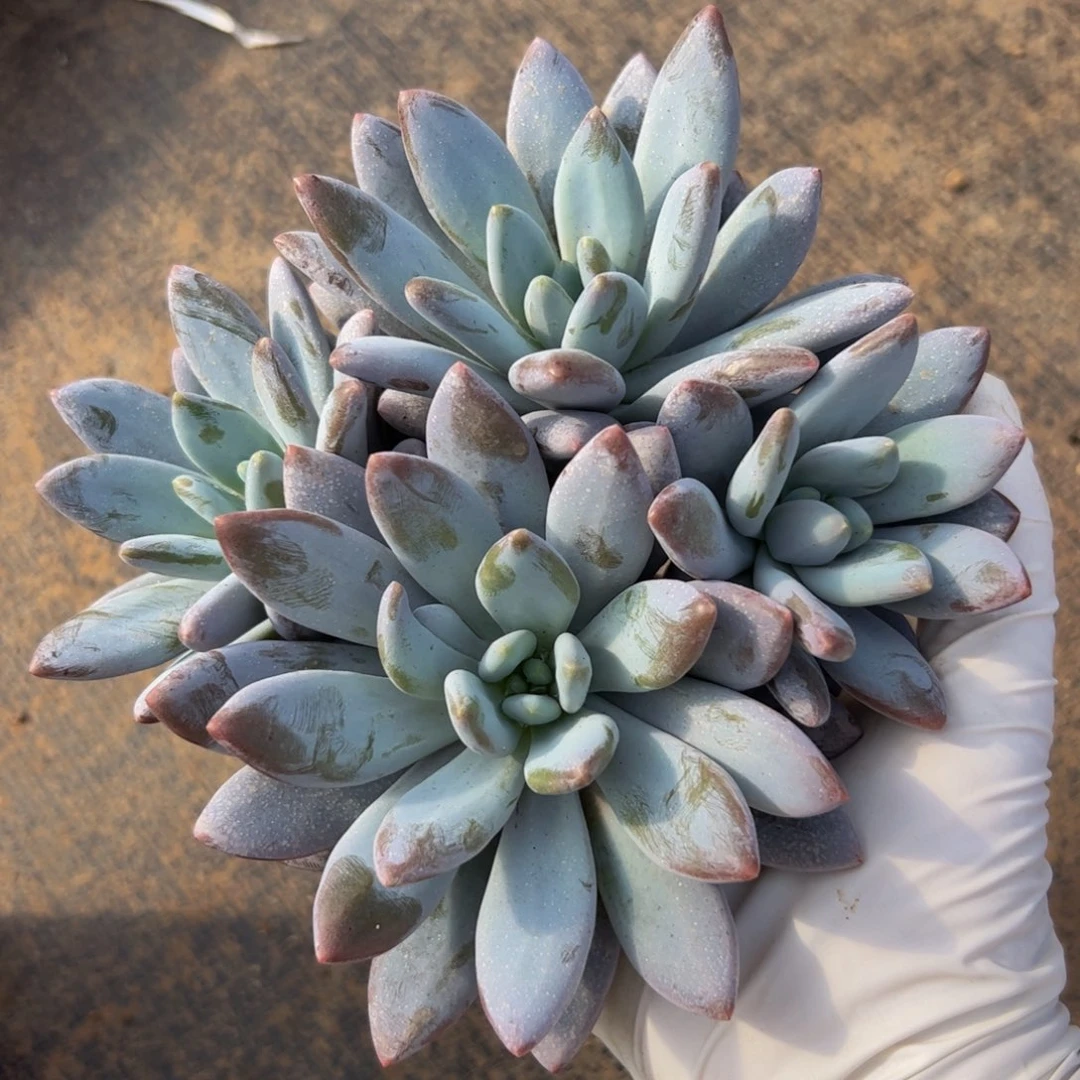 橙龙自然群多肉植物