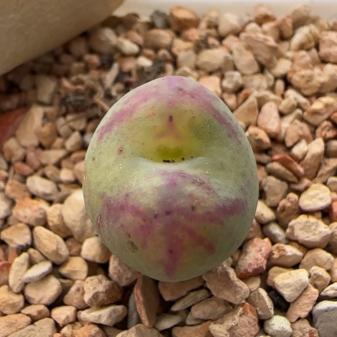 11-30-7-4当天满38包邮送奶工杂交长腿脱土