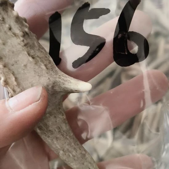 雍***度鹿角鹿角鹿角鹿角鹿角鹿角