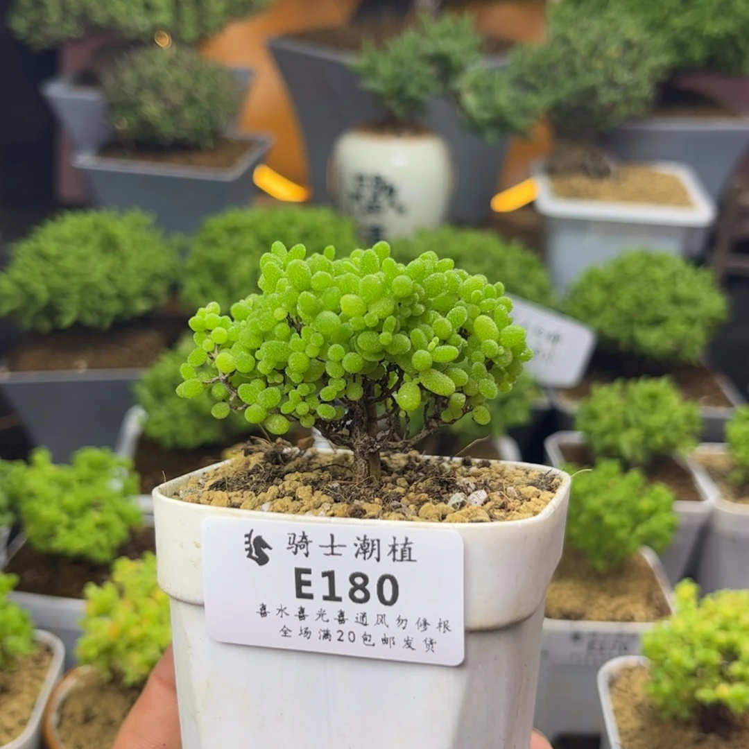 180蜜橘糖球枝干番杏