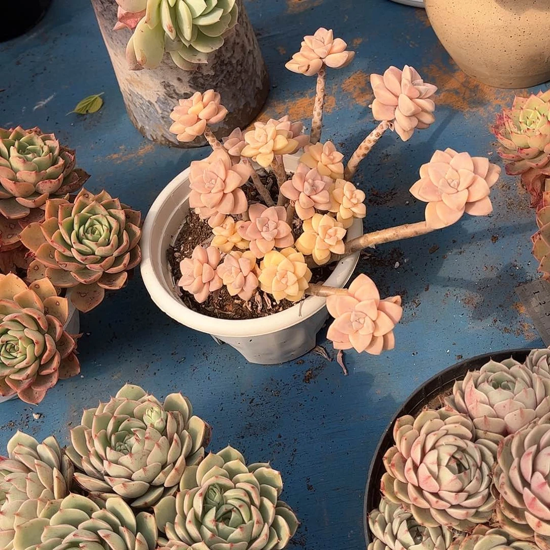 盛****太梅多肉植物保护1