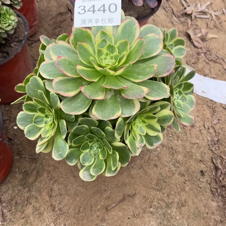3440奶白的多肉的
