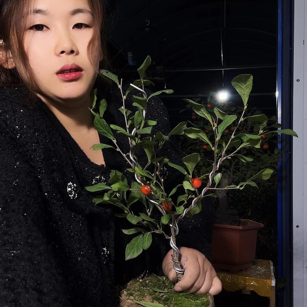 可***也完全开放老鸭柿子