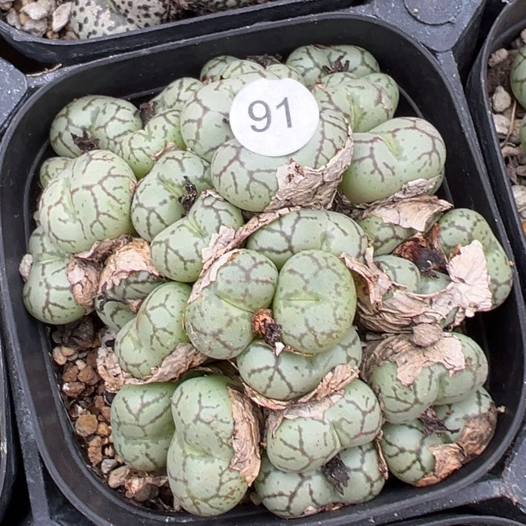 多肉植物111111111111111