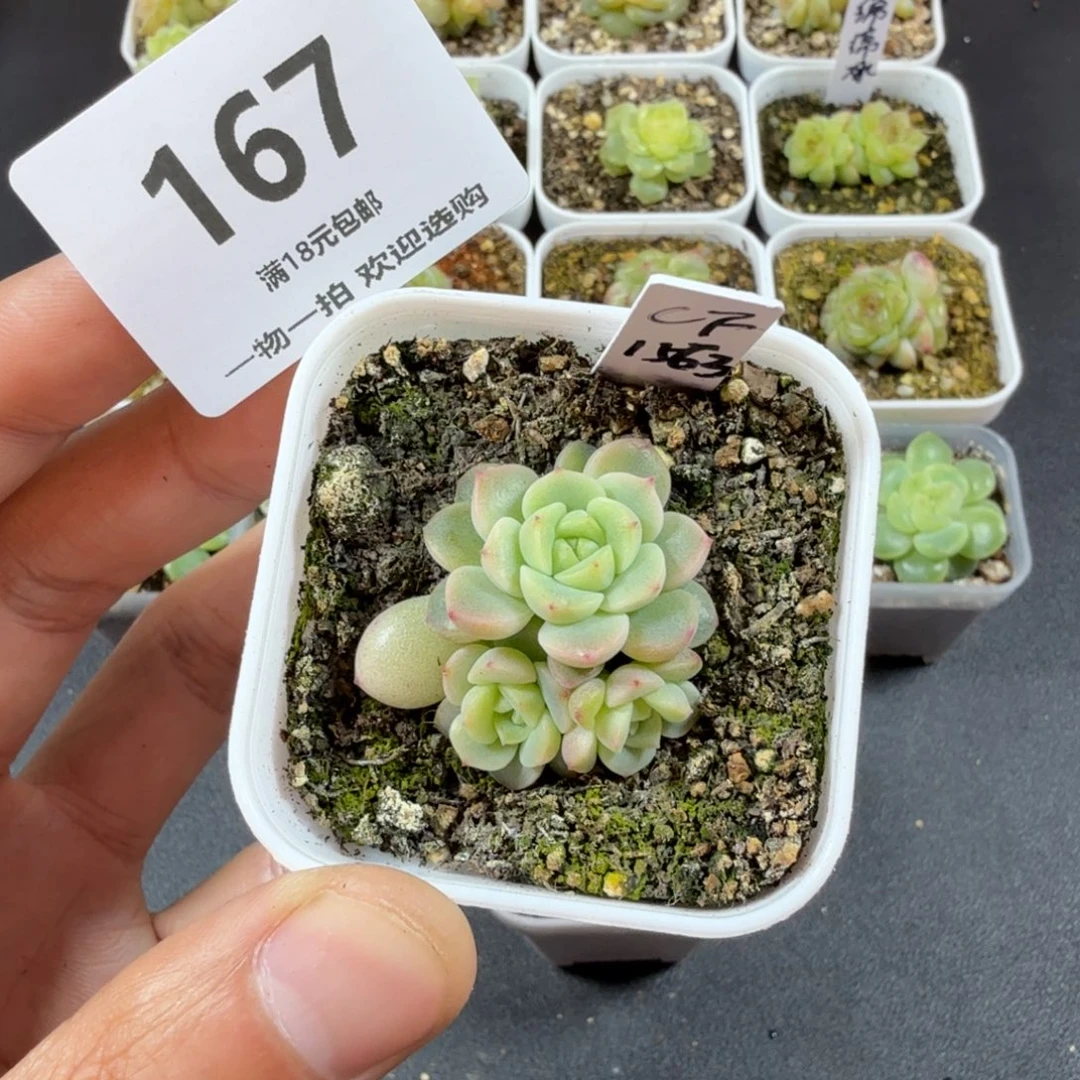 财富1563三头一物一拍167