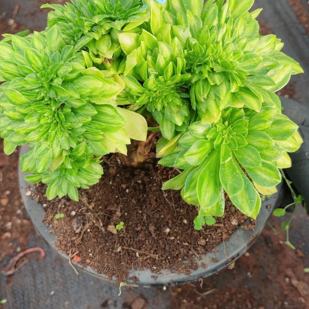 多肉植物336翡翠琉璃