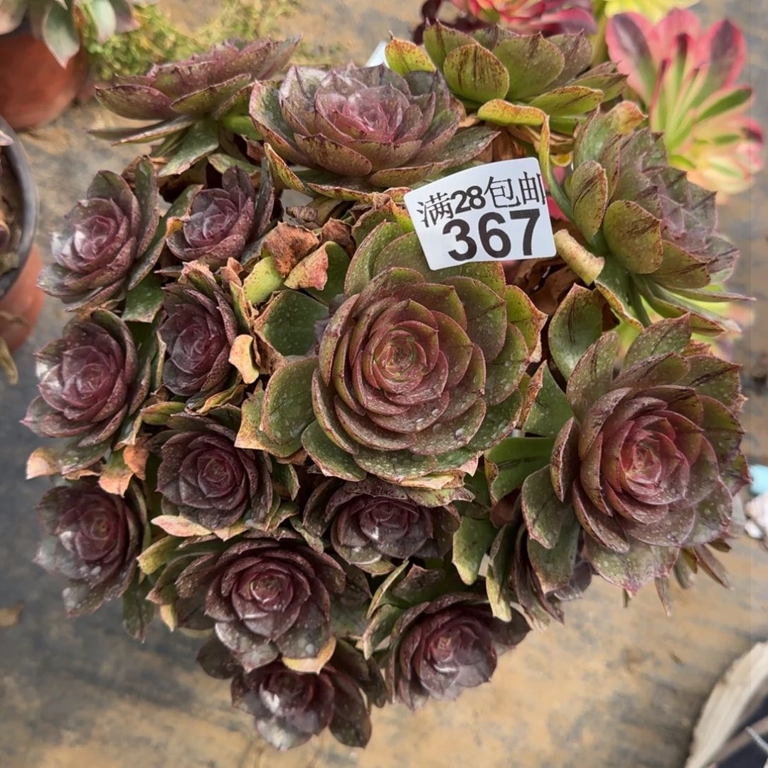 万拉丝多肉367满28包邮断枝不包