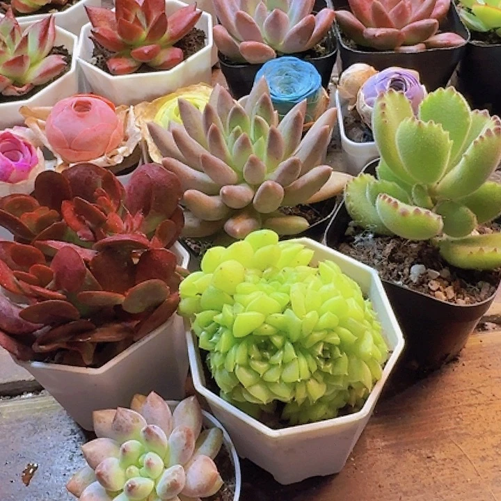 麦秆 熊童子 红蜻蜓  紫蝶 半夏