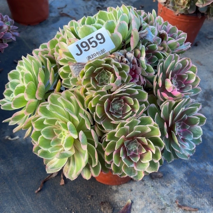 瑞妈多肉园艺959。孔雀翎