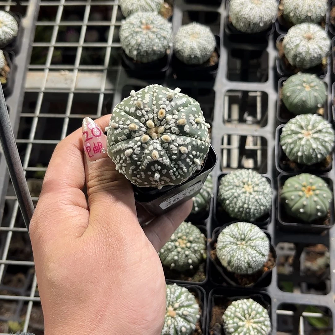 不****,26582一物一拍单头发货
