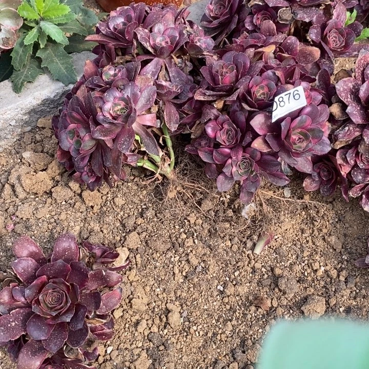 876魅金玫瑰锦多肉植物