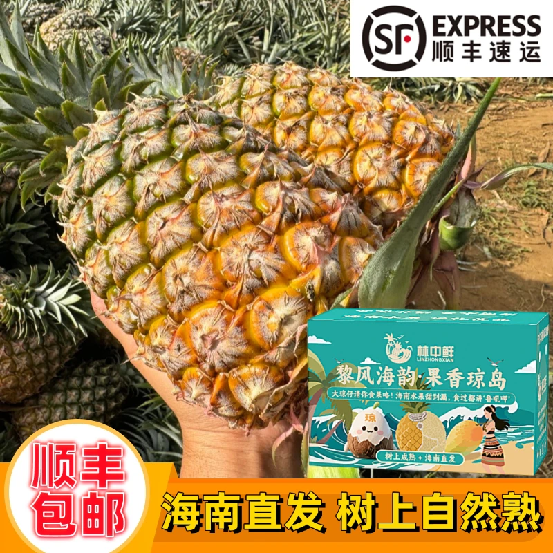 【顺丰礼盒】海南金钻凤梨17号手撕甜蜜蜜冬蜜爆甜热带新鲜水果应季