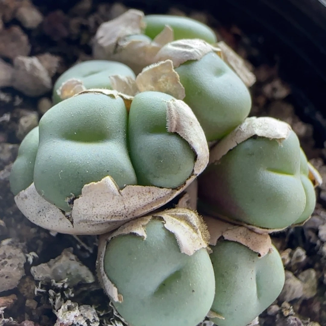 【闪购商品】15292紫小丁开紫花