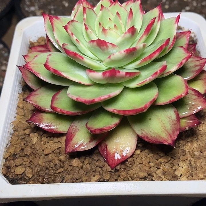 ღ***࿐惊鸿仙子多肉植物98055