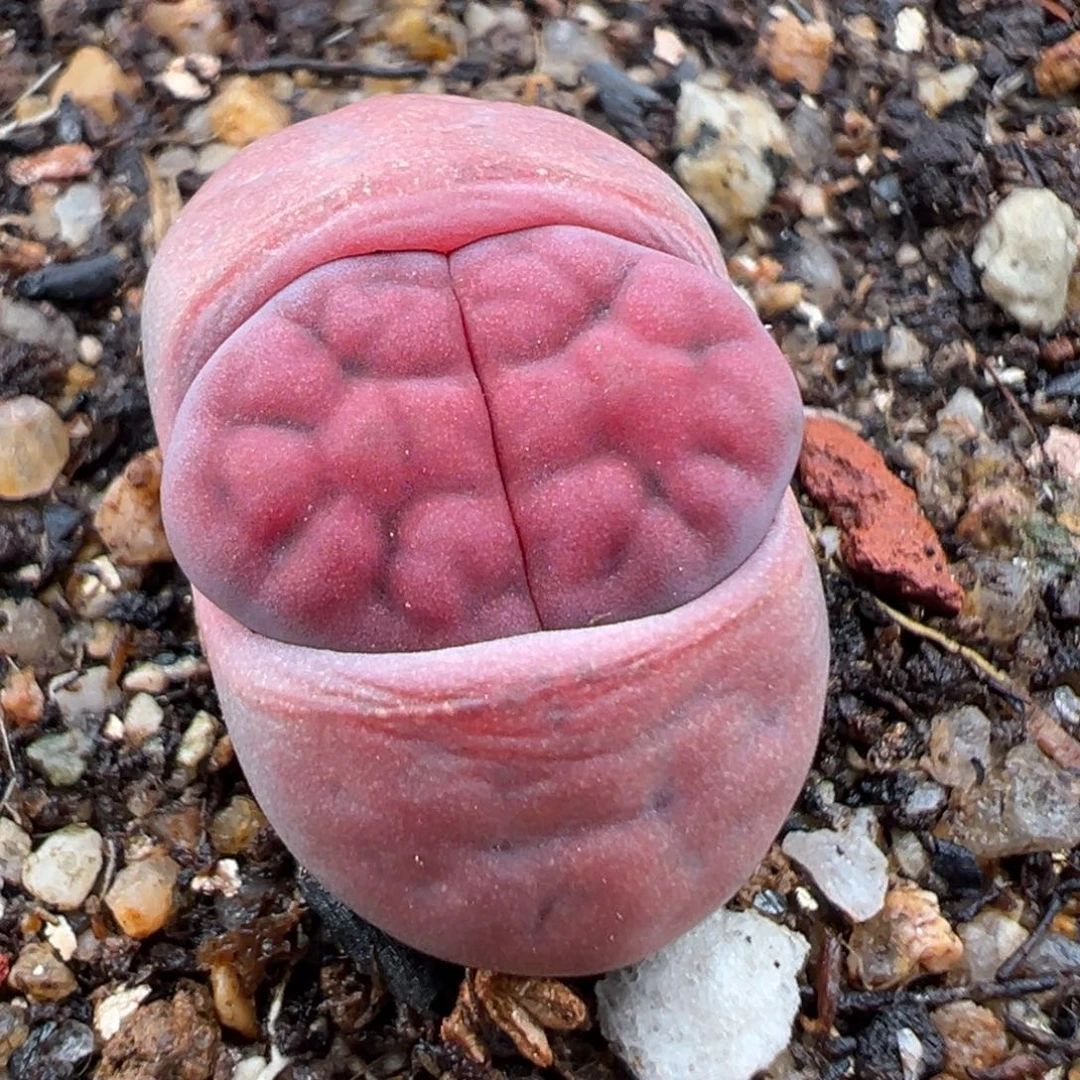 1.17好看的多肉304