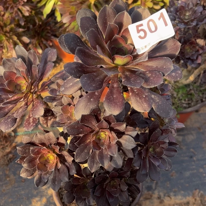 黑豆多肉植物501 