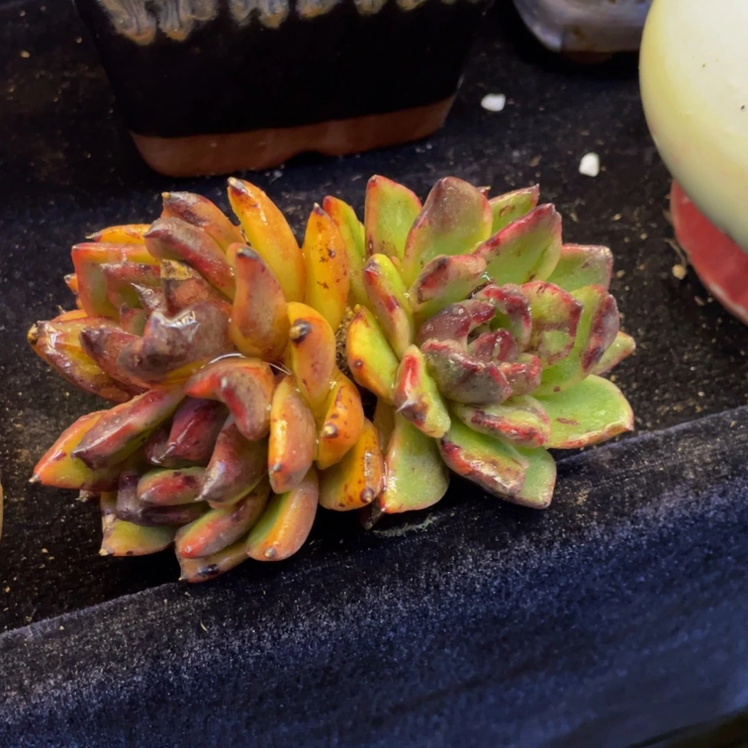 小***️多肉植物盆栽多肉植物