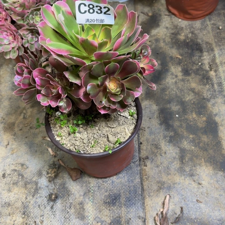 瑞妈多肉园艺832。