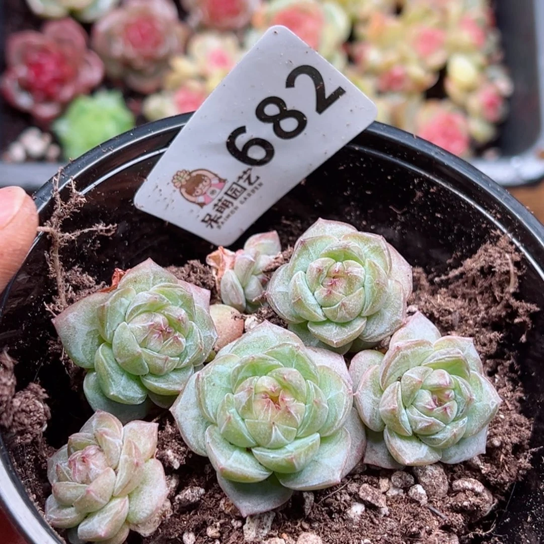 多肉植物多肉植物