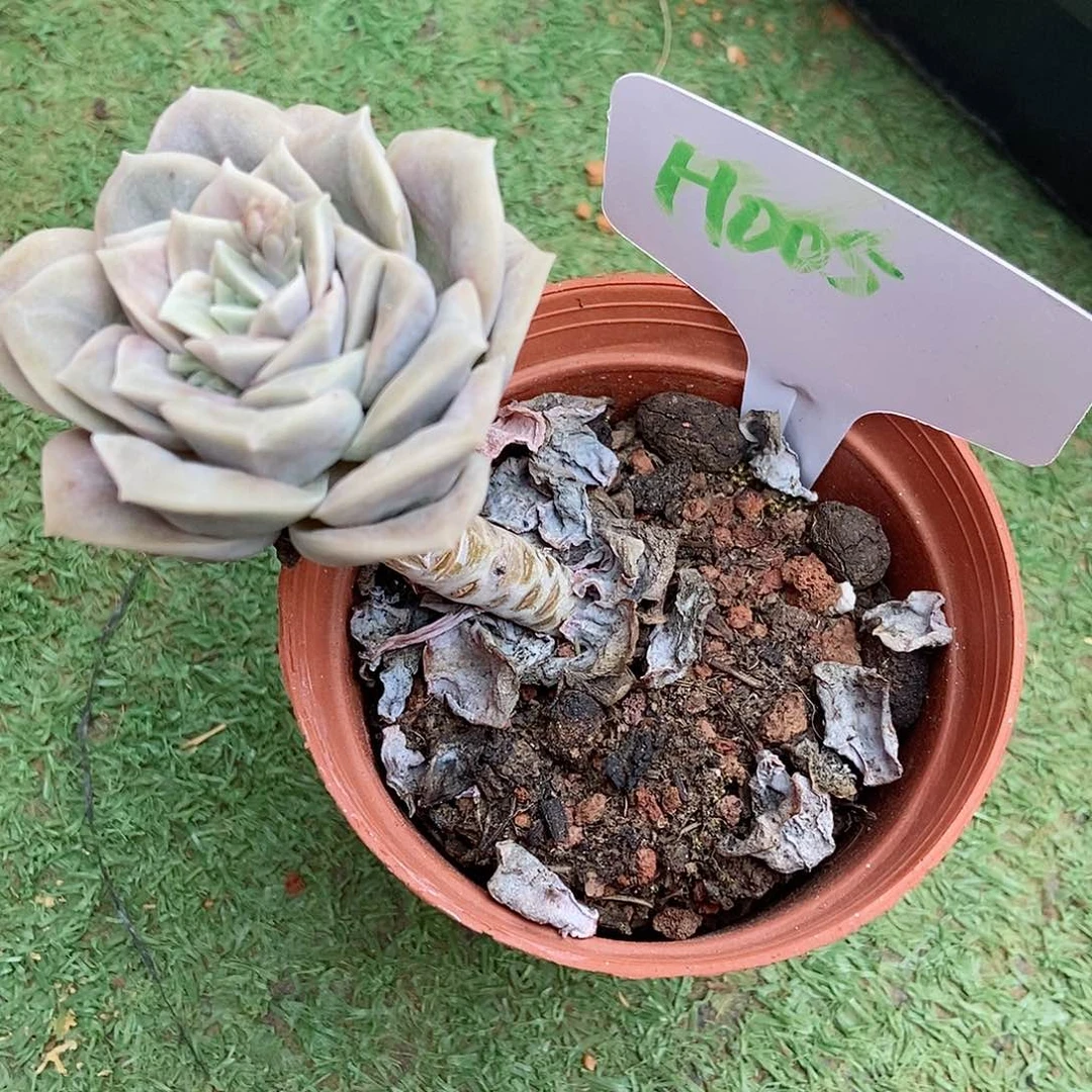 可爱玫瑰锦一物一拍H005